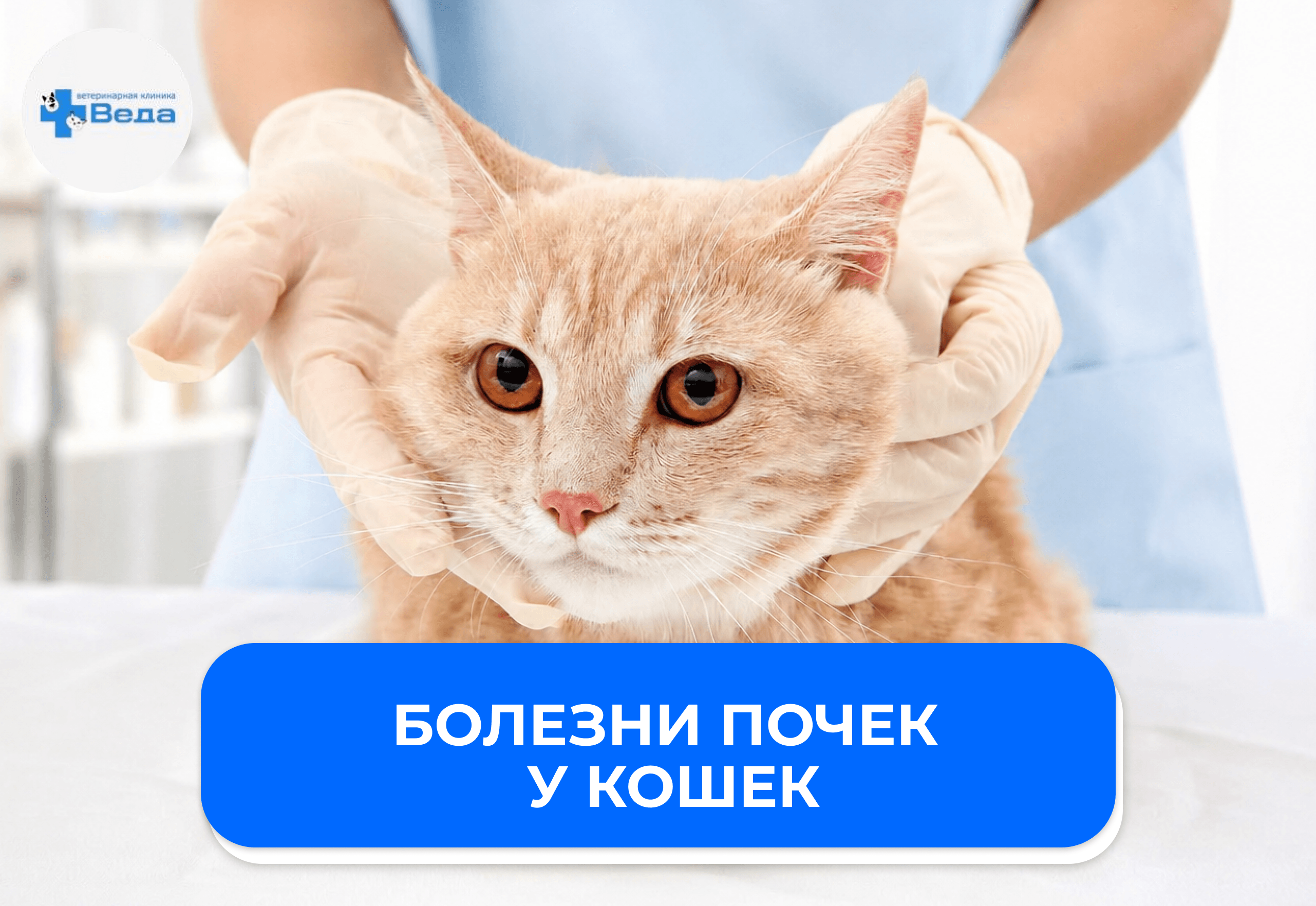 Болезни почек у кошек: первые симптомы, которые владельцы часто пропускают