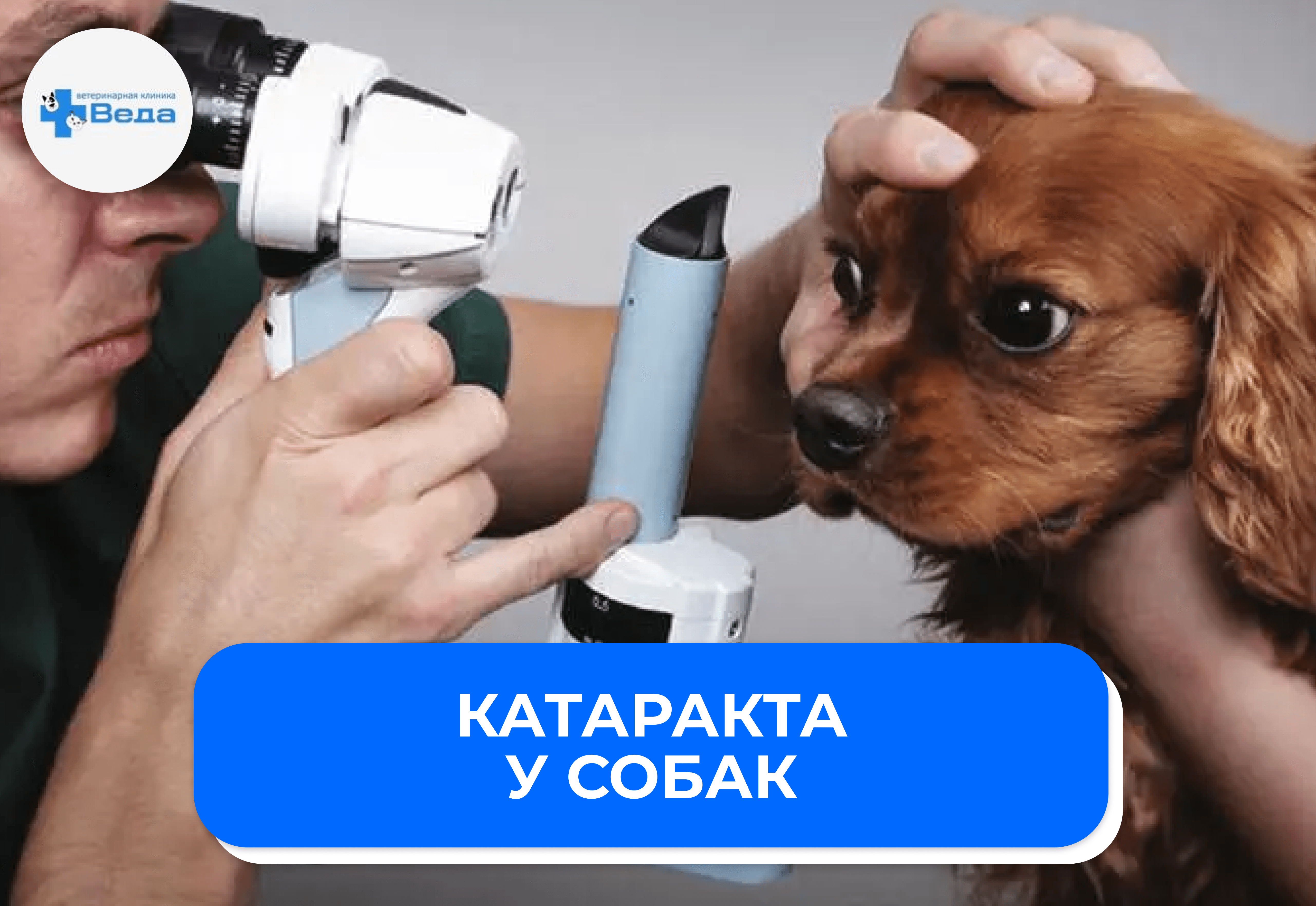 Помутнение глаза у собаки: когда капли бесполезны, а операция — единственный шанс сохранить зрение