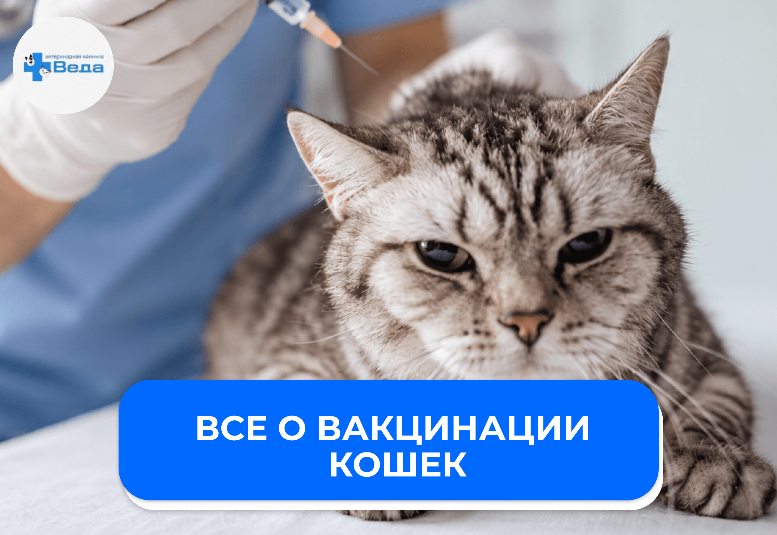 Вакцинация кошек: какие прививки необходимы и как подготовить животное?