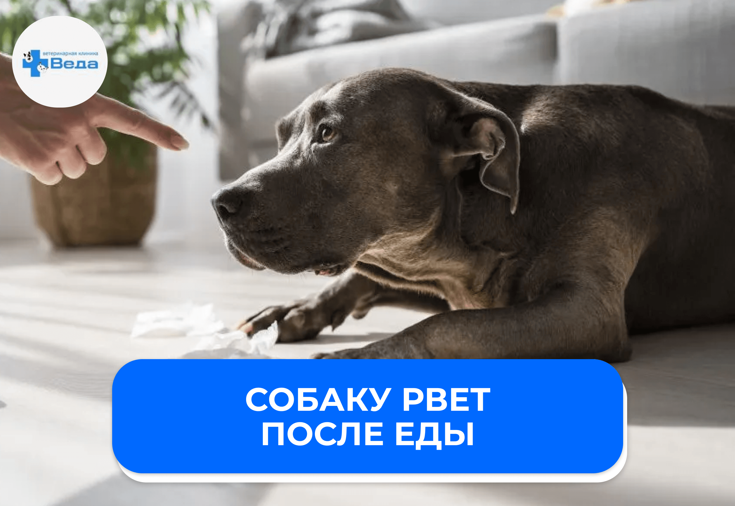 Почему собаку рвет после еды?