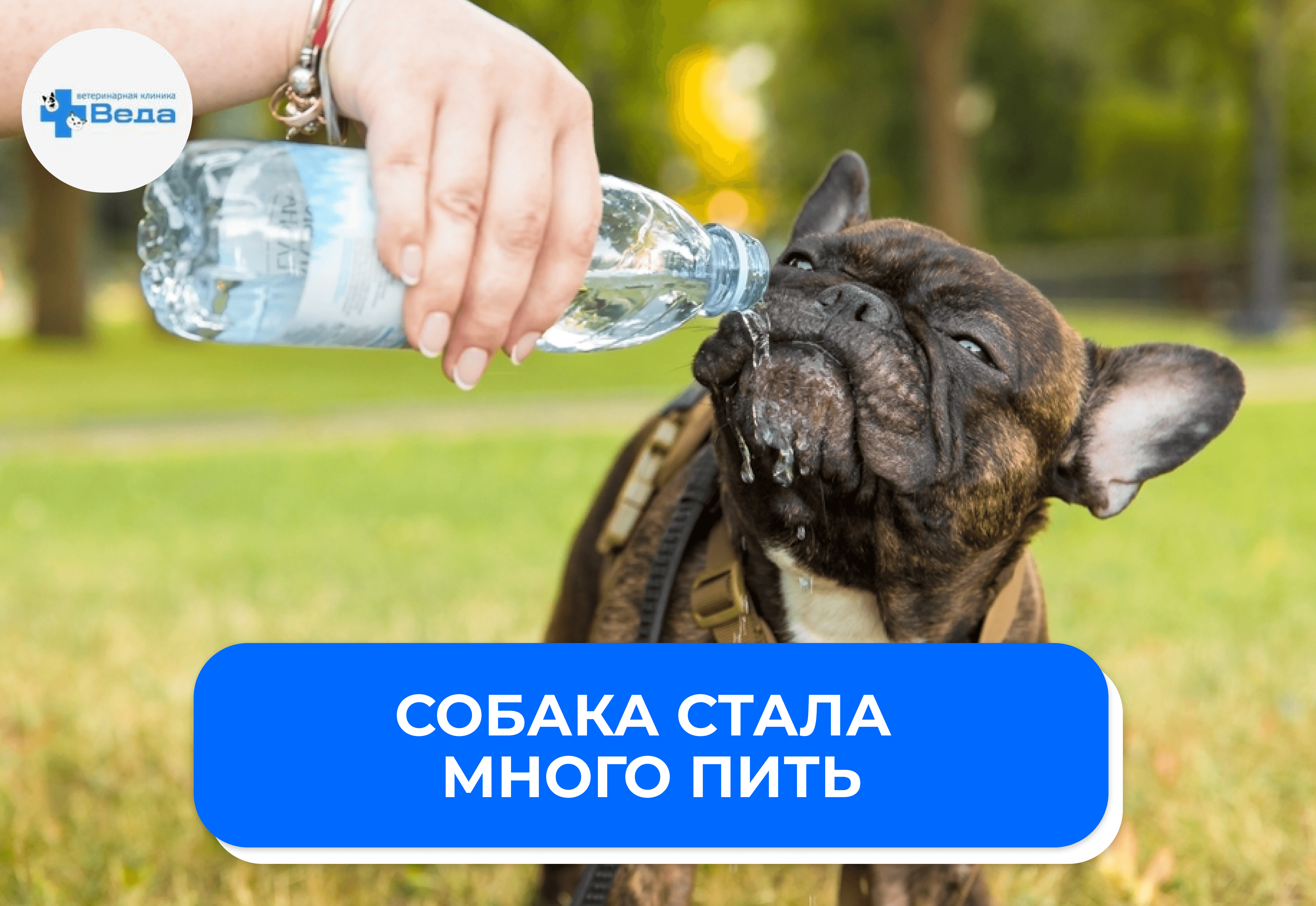 Собака стала много пить: причины, диагностика и связь с сахарным диабетом