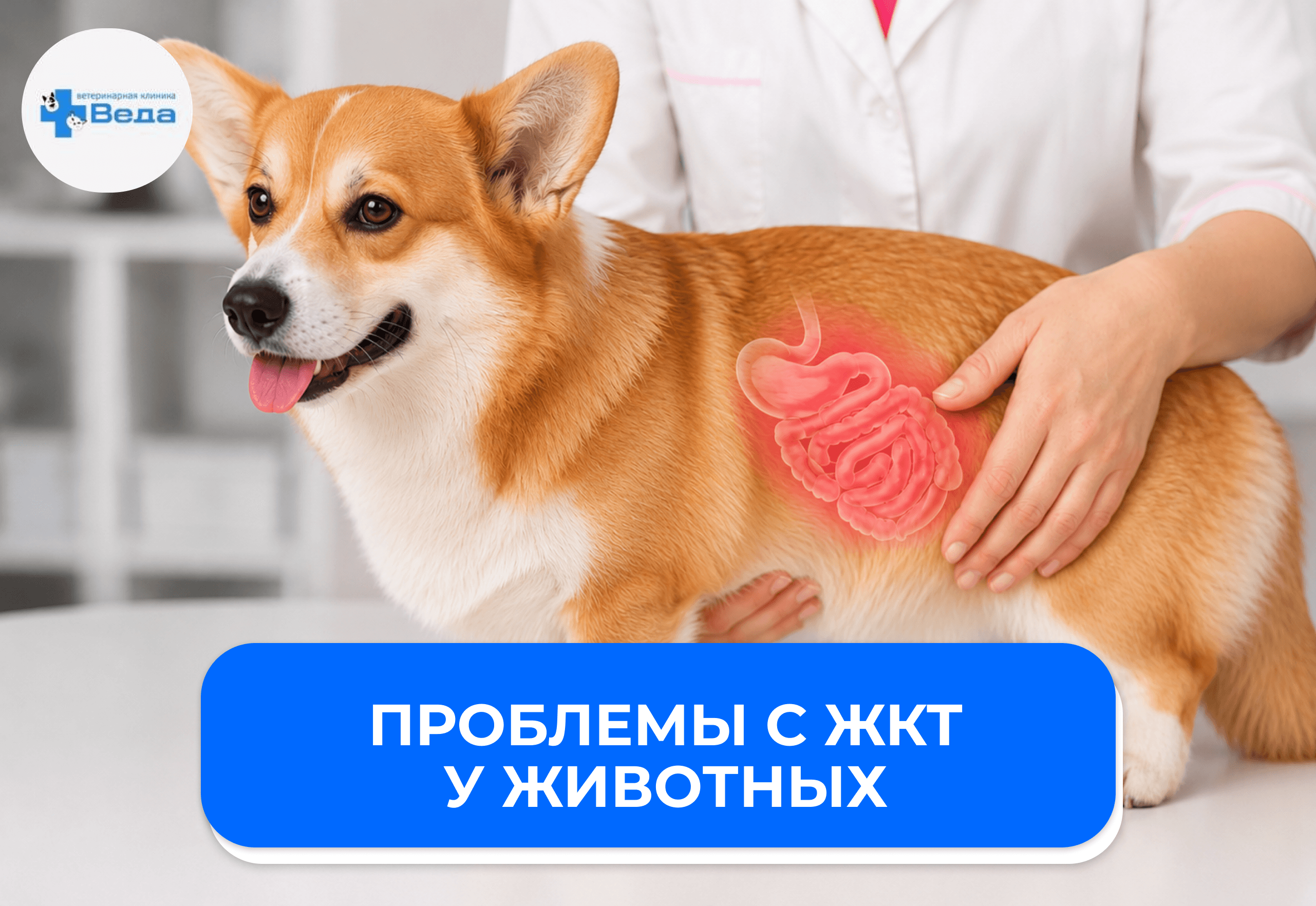 Как понять, что у питомца проблемы с желудком или кишечником: симптомы, которые владельцы часто игнорируют