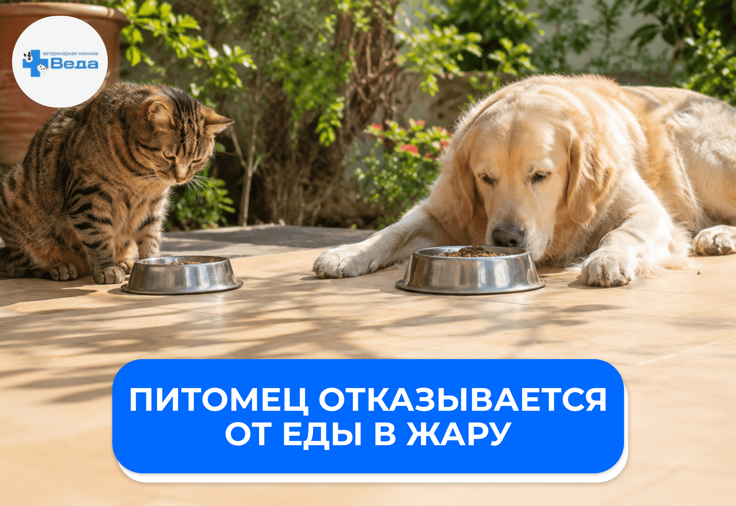Отказ от еды у питомца в жару: норма или тревожный симптом?