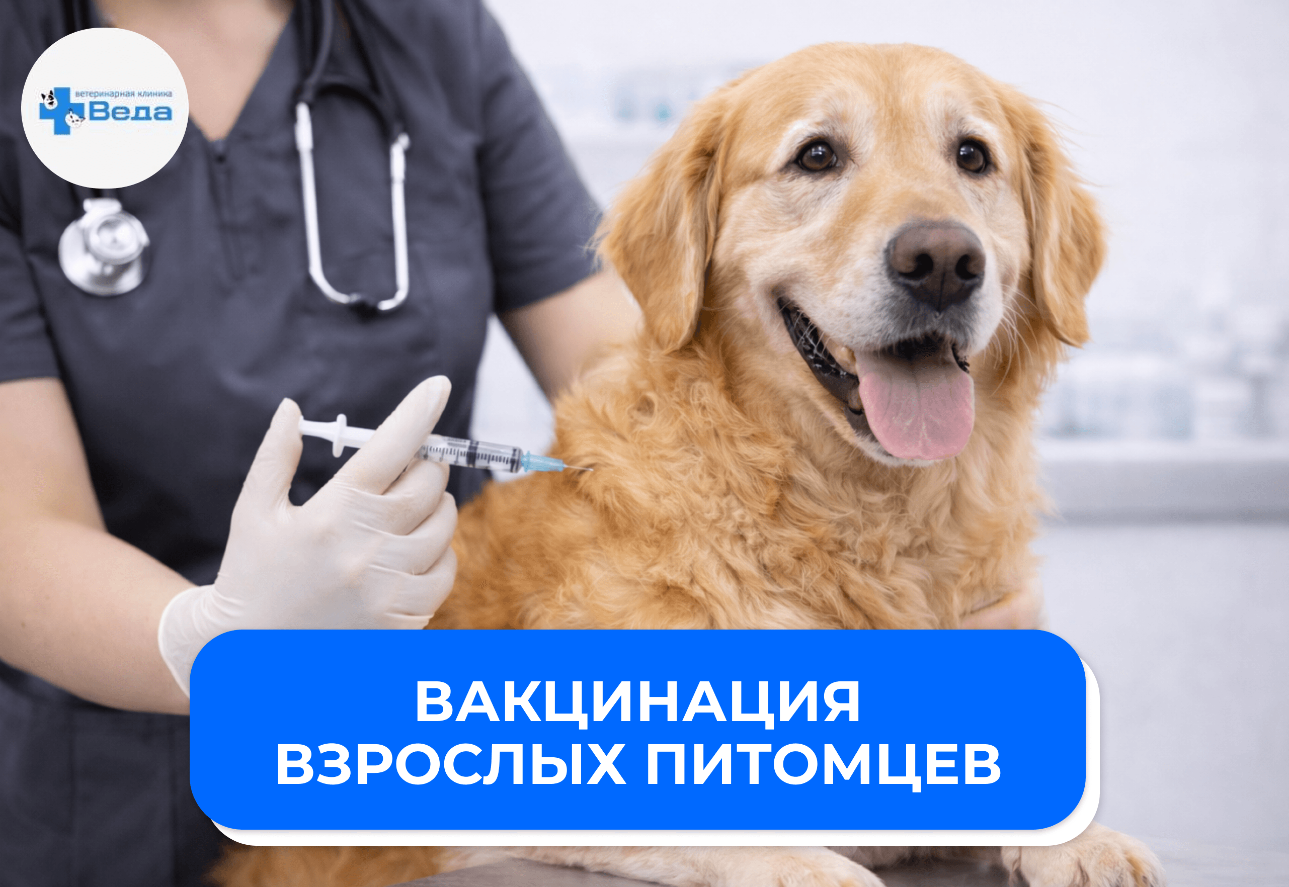 Первичная вакцинация взрослых питомцев 