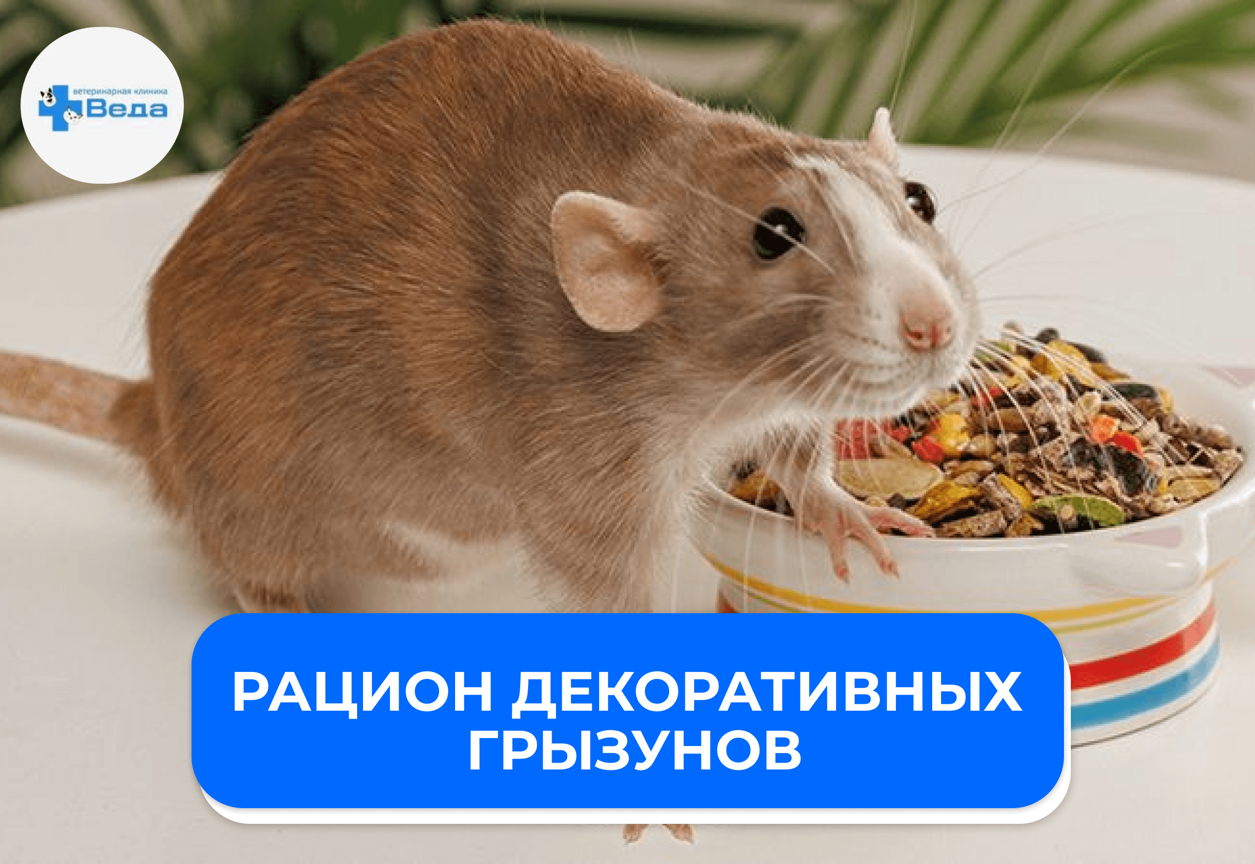 Рацион декоративных грызунов: чем кормить морских свинок, хомяков и крыс, а какие продукты лучше избегать