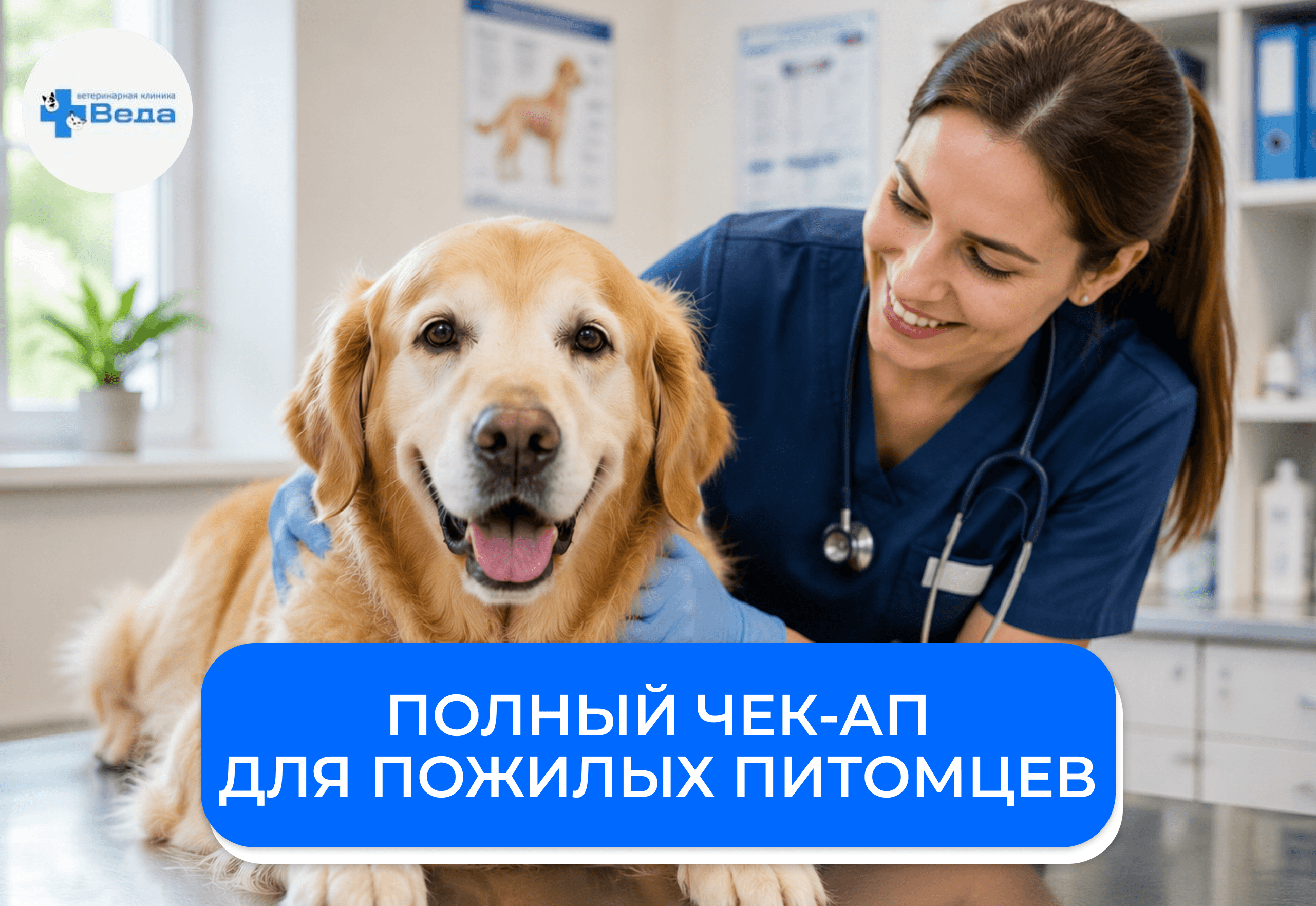 Какие обследования нужны собаке после 7 лет: полный чек-ап для пожилых питомцев
