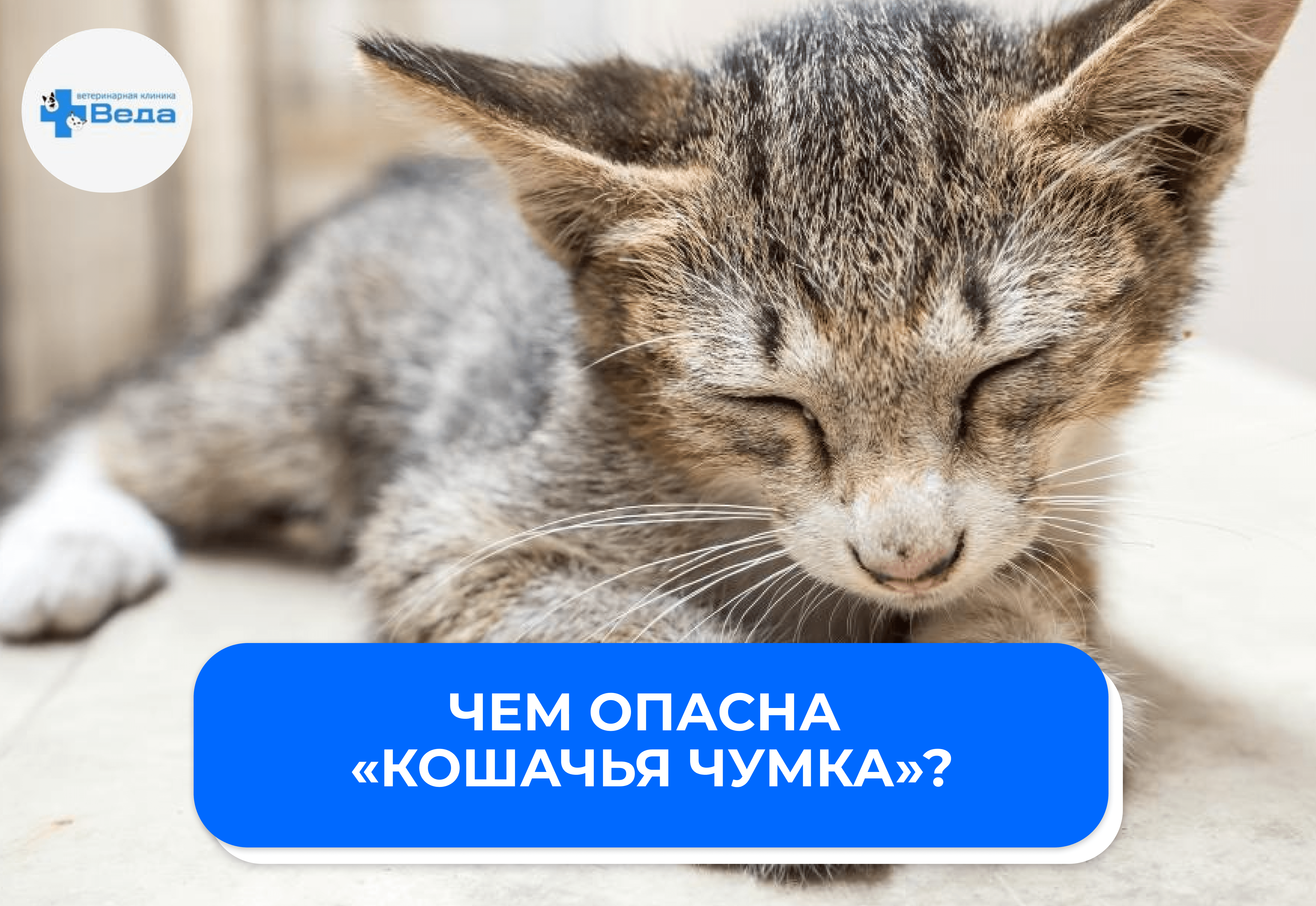 Панлейкопения у кошек: чем опасна «кошачья чумка» и как защитить питомца