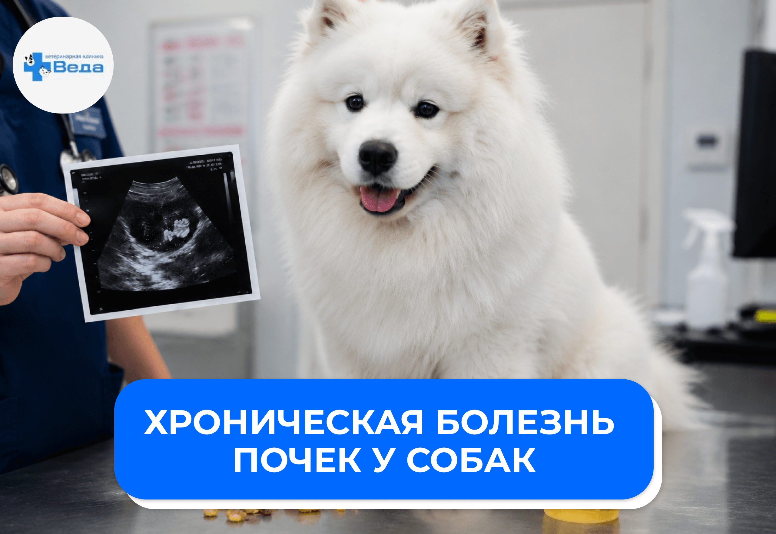 Хроническая болезнь почек у собак: как распознать первые признаки и спасти питомца