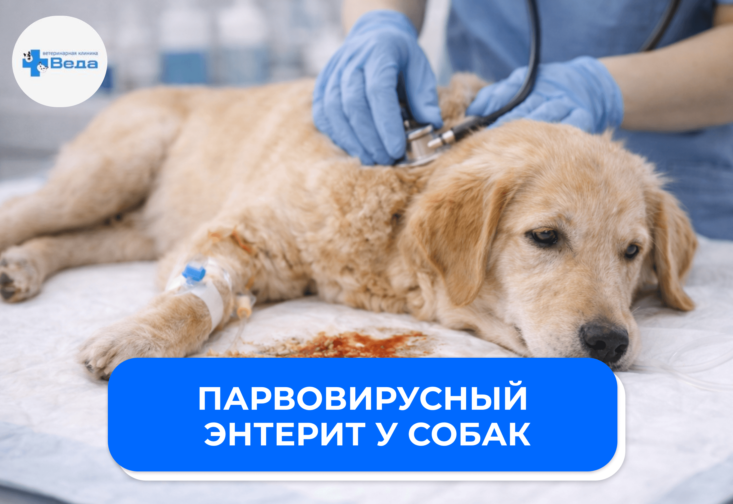 Парвовирусный энтерит у собак: симптомы, лечение и почему важна вакцинация