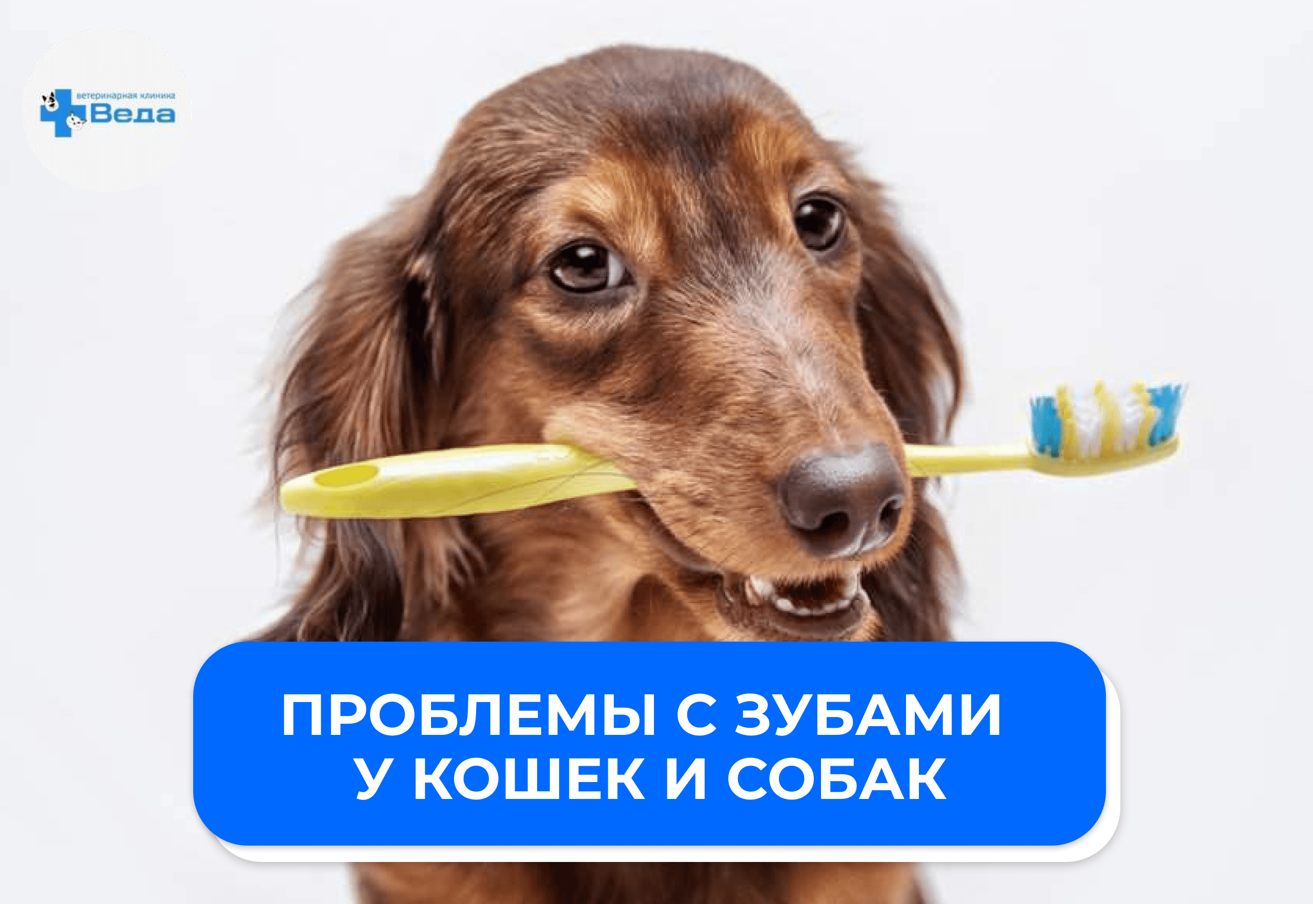 5 признаков, что питомцу нужен ветеринарный стоматолог
