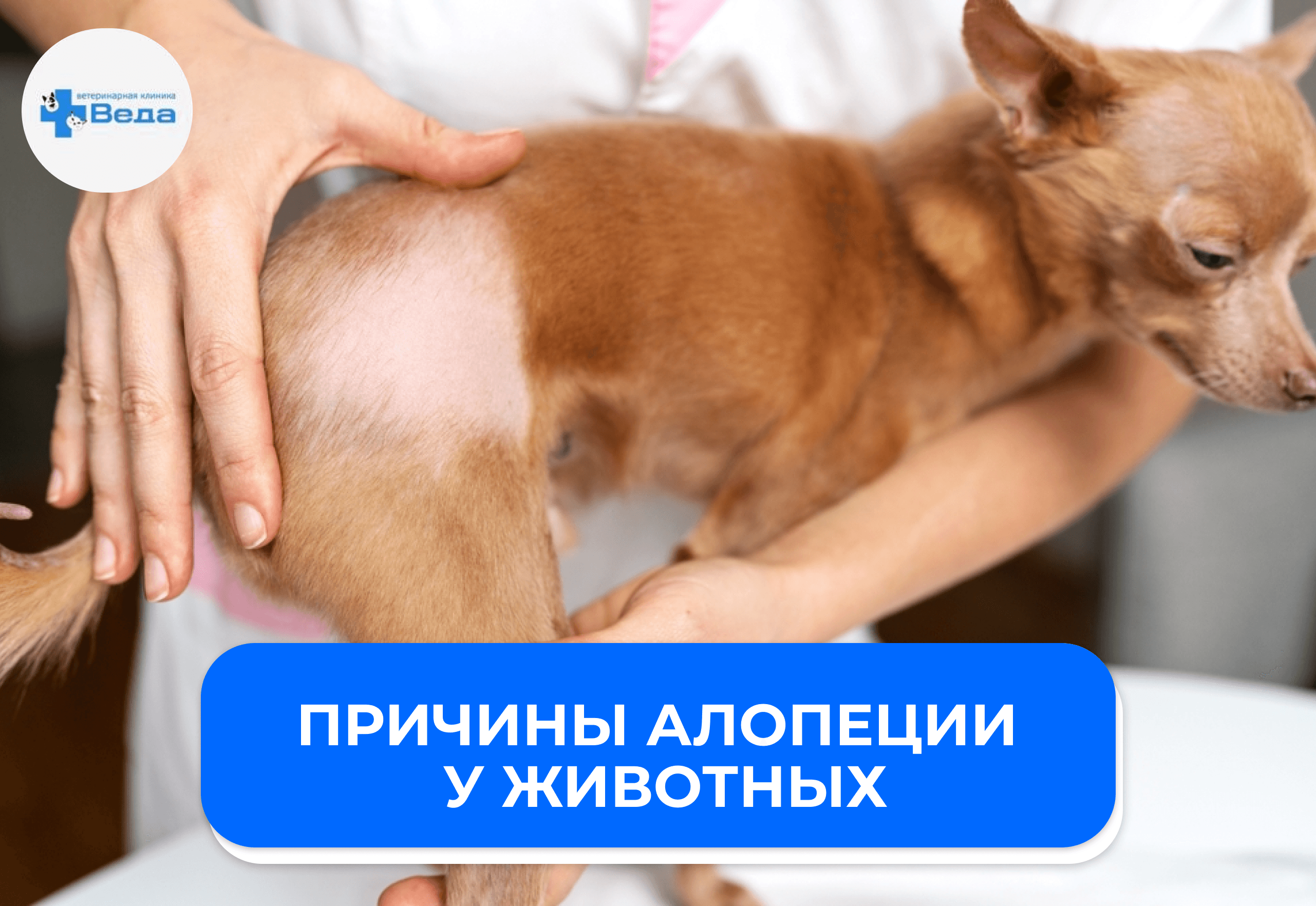 Алопеция у питомца: современные методы лечения