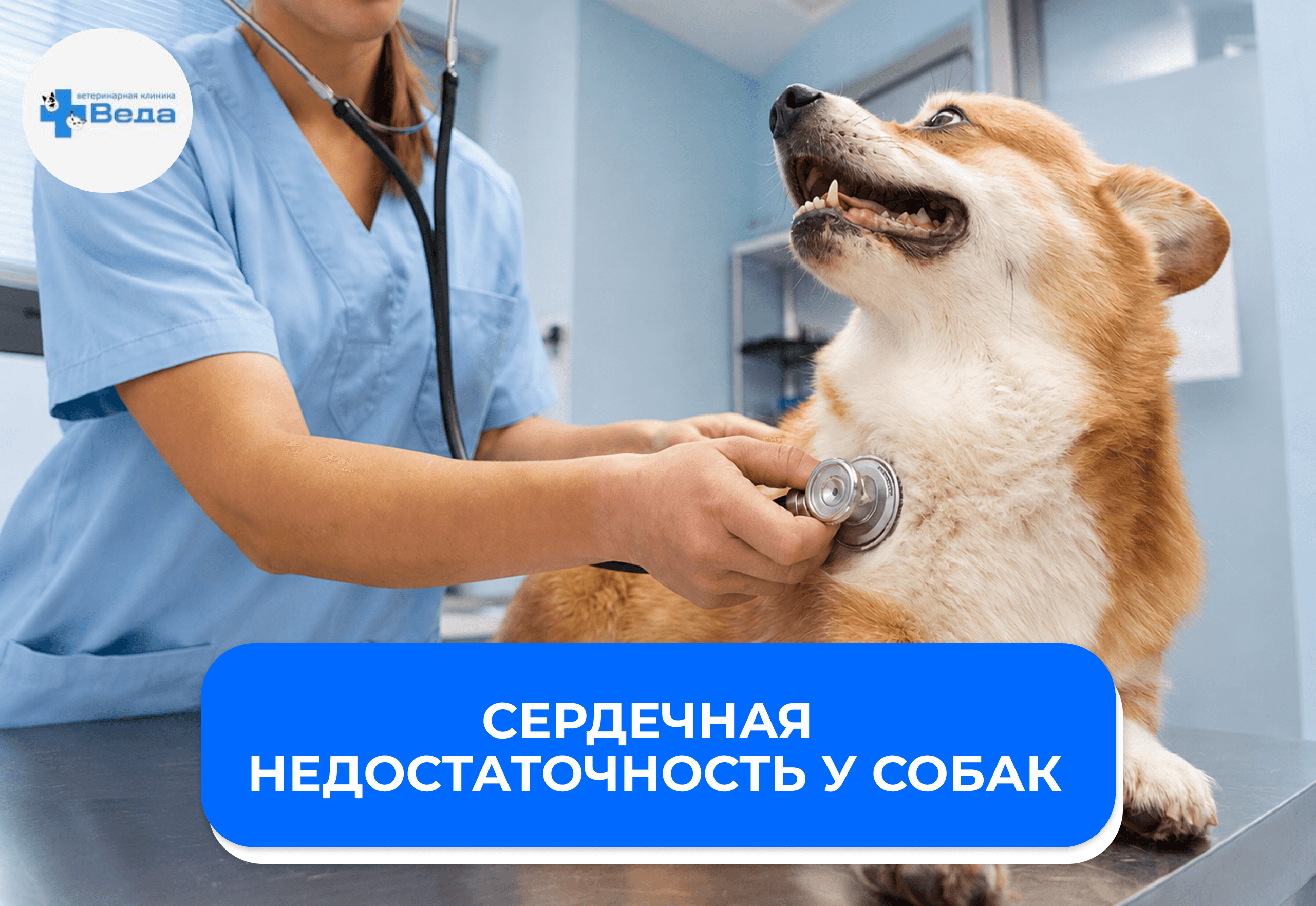 Сердечная недостаточность у собак: первые признаки и современные методы диагностики