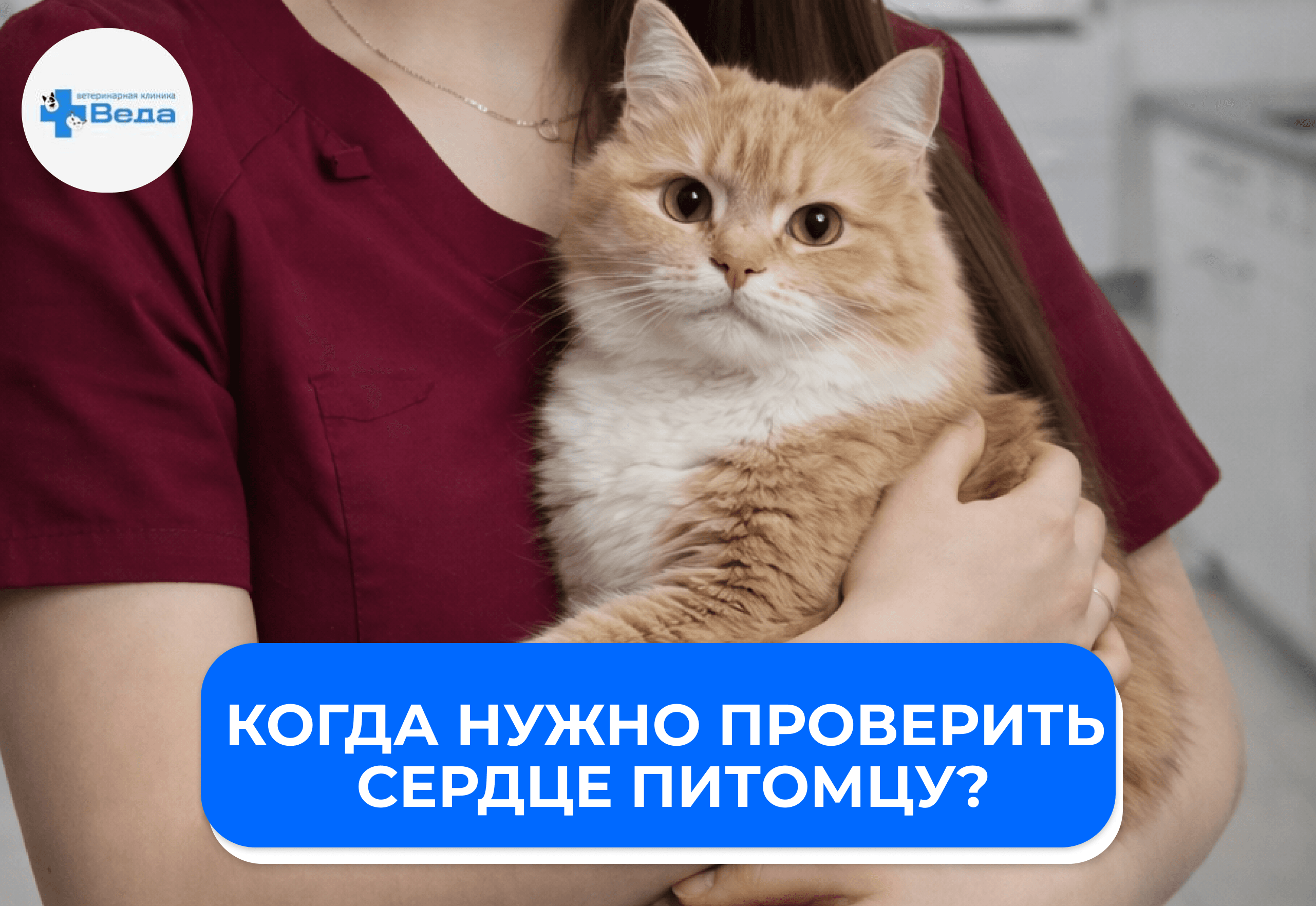 Когда нужно проверить сердце питомца: 6 поводов записаться на диагностику