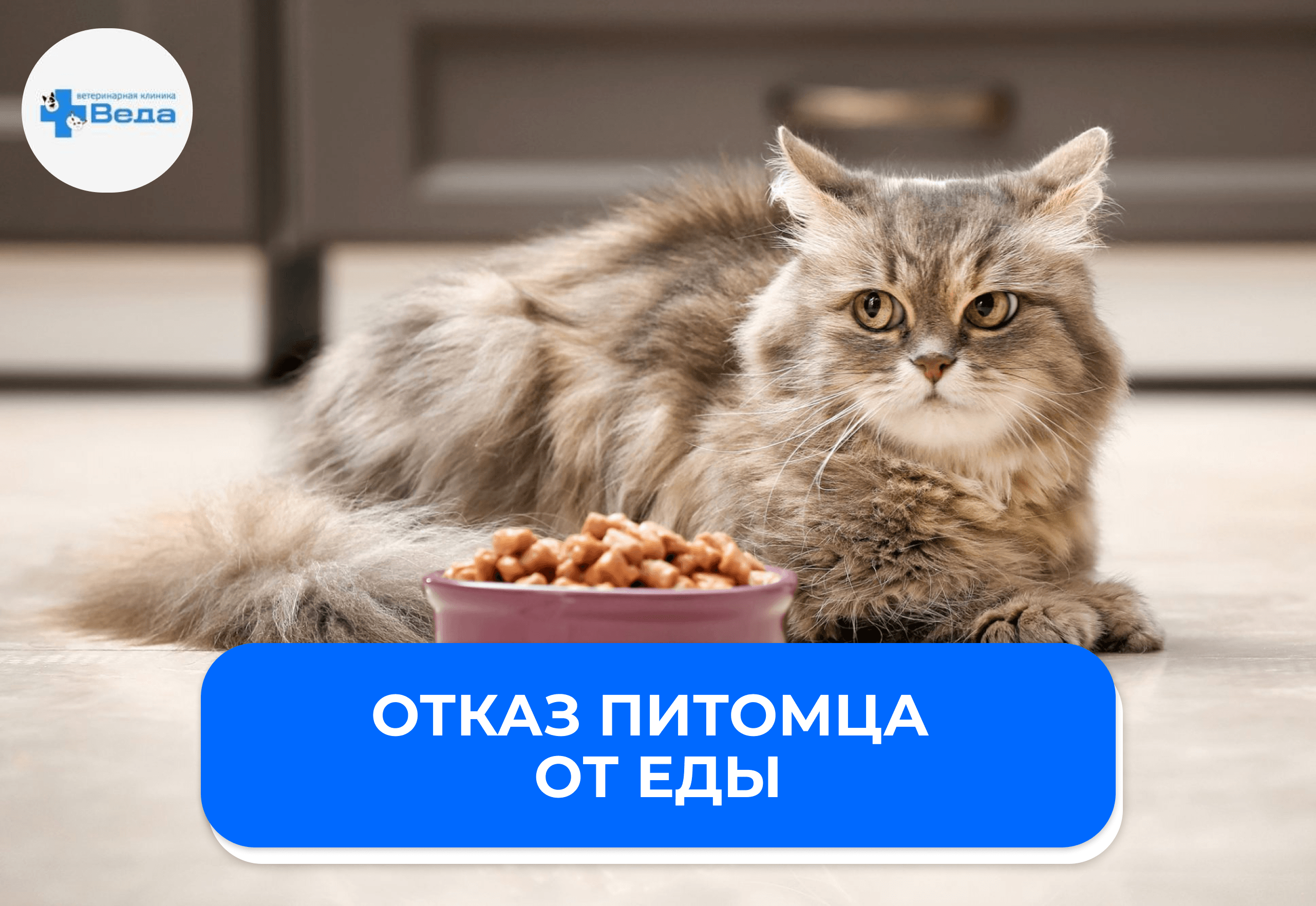 Почему питомец отказывается от еды? 