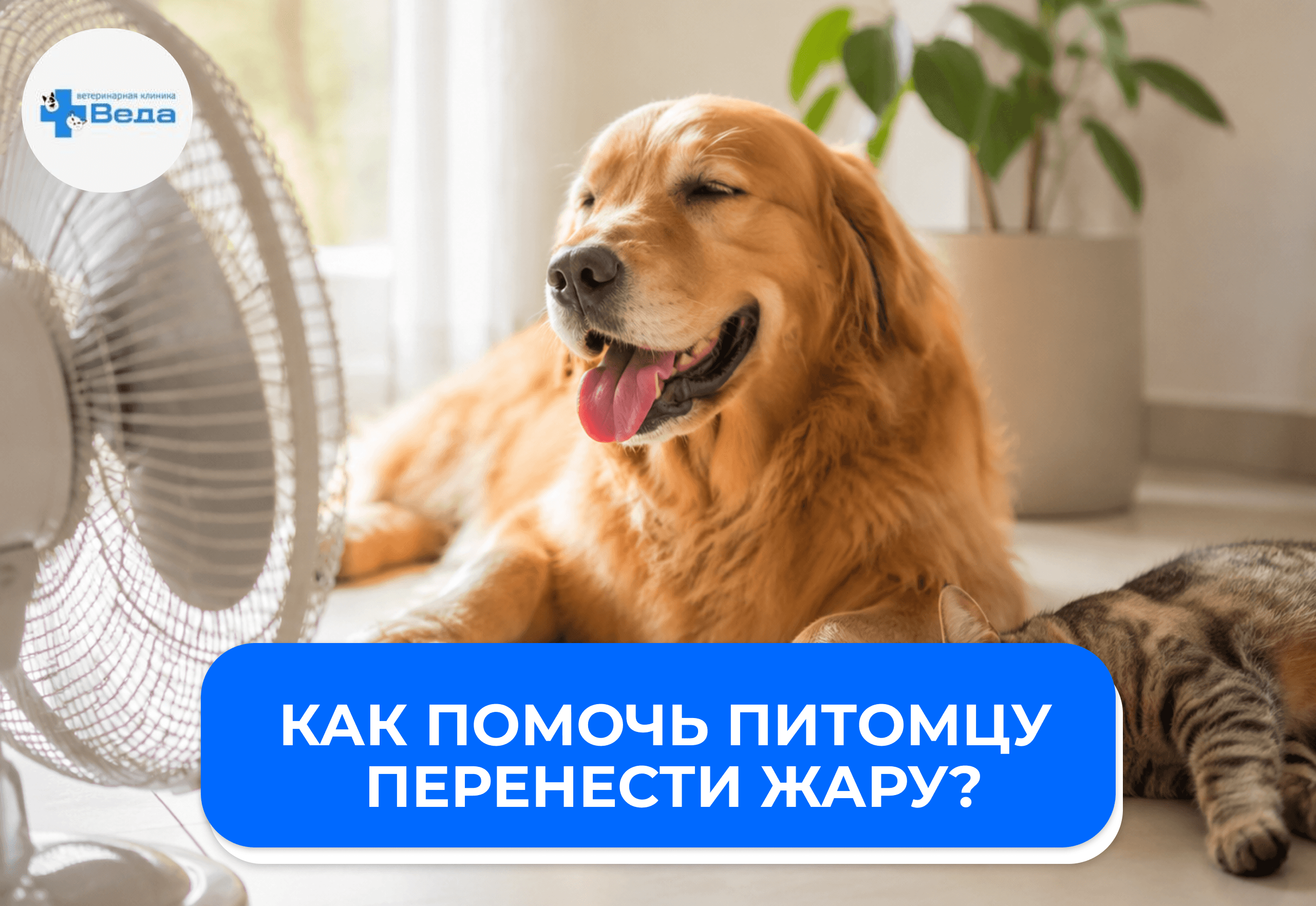 Как помочь питомцу перенести жару?