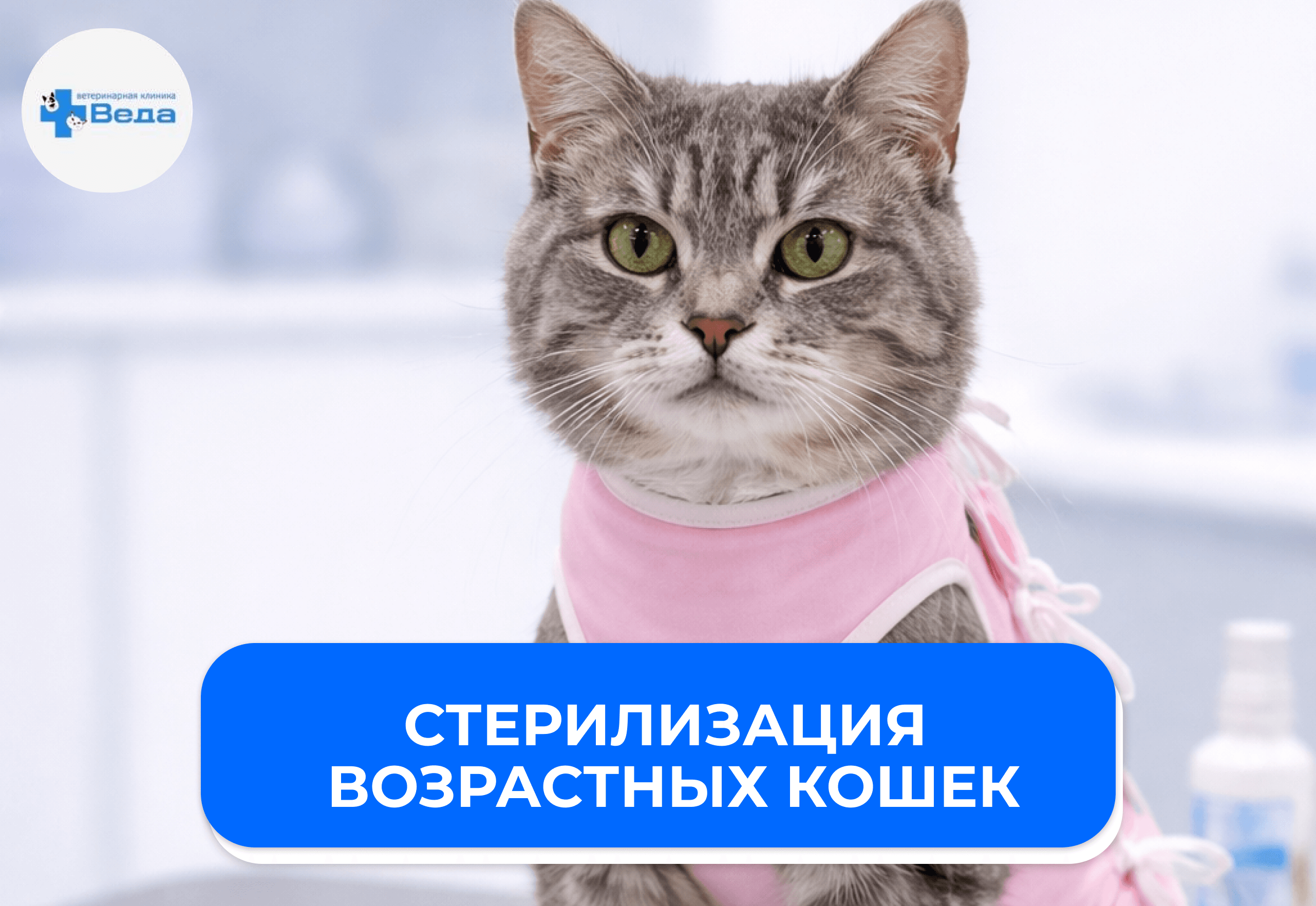 Стерилизация возрастных кошек: особенности и ограничения