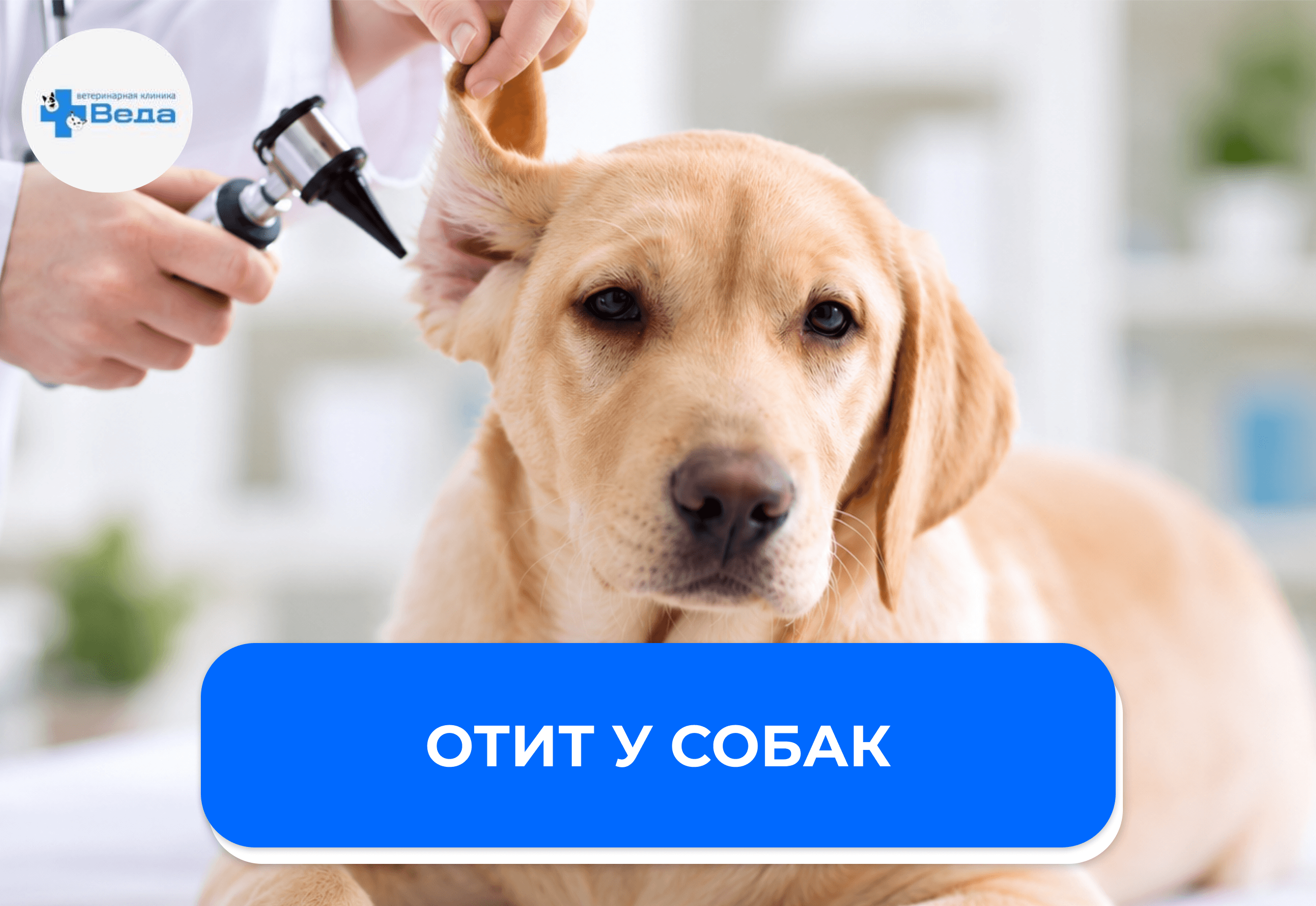 Отит у собак: симптомы, причины и лечение воспаления уха