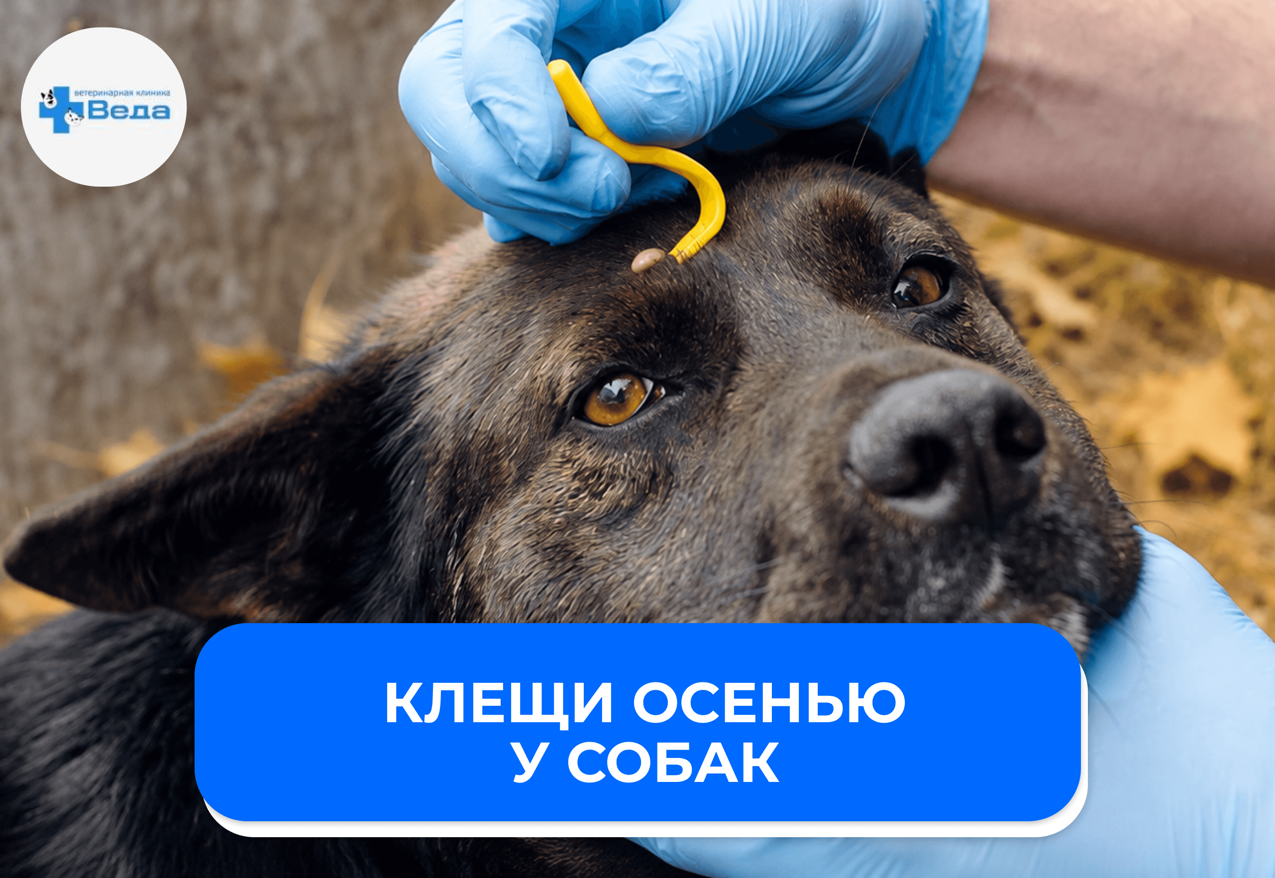 Клещи осенью у собак: до какого месяца нужна обработка от паразитов